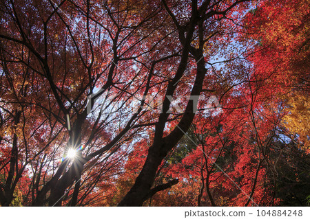 深秋矢野溫泉公園四季之裡秋林的藍天和陽光 104884248