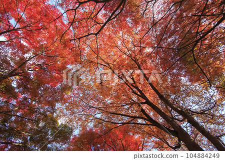 矢野溫泉公園四季之裡秋葉森林藍天 104884249