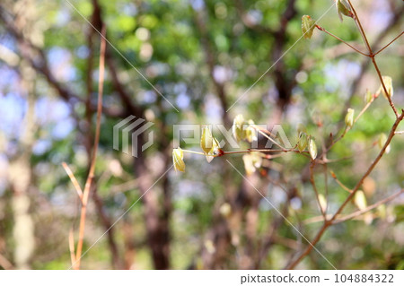 土佐見芽 土佐見芽 104884322