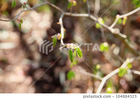 Tsimidaki的花蕾 Tsimidaki的花蕾 104884323