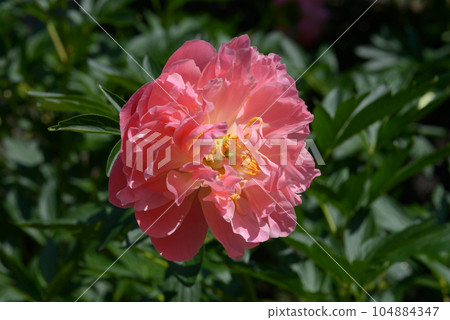 粉色夏威夷珊瑚牡丹 104884347