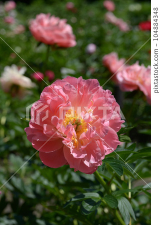 Pink Hawaiian Coral Peony