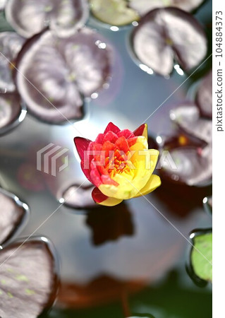 熱帶睡蓮 Wanbisa 神奇的單花兩部分 2 104884373