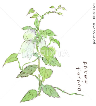 初夏到雨季植物，螢火蟲花包裹在山藥葉上的水彩插圖 104884420