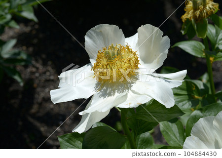 Moonrise Peony 104884430