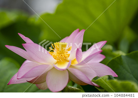Lotus flowering 104884481