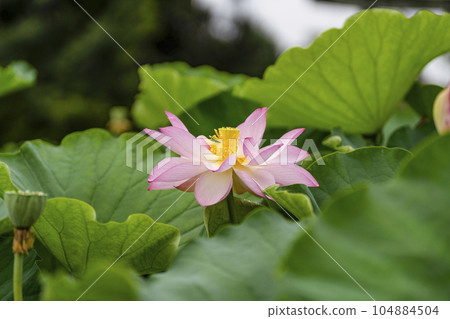 Lotus flowering Lotus flowering 104884504