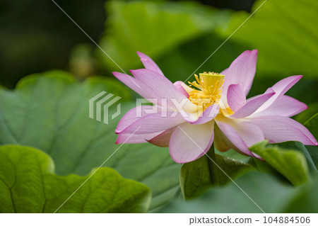 蓮花開花 104884506