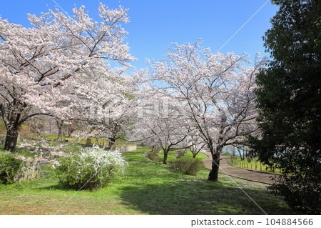染井吉野櫻花盛開 染井吉野櫻花盛開 104884566