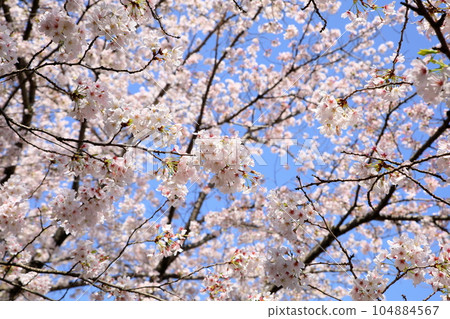 染井吉野櫻花盛開 104884567
