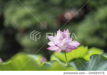 蓮花開花 蓮花開花 104884578