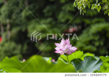 蓮花開花 蓮花開花 104884579