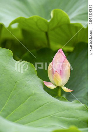 蓮花的芽 104884582