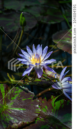 Water plants Water plants 104884591