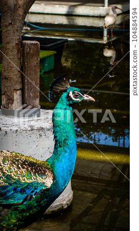 Kachoen Peacock 104884594
