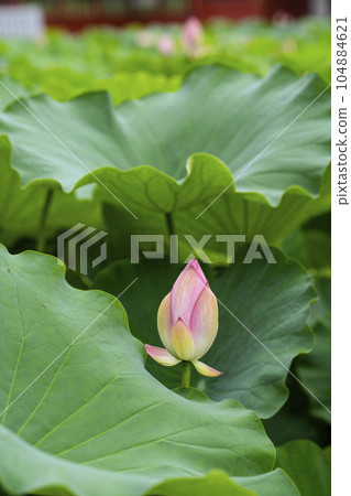 Bud of lotus 104884621