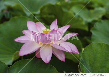 蓮花開花 104884622