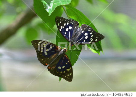 巨型紫咲的求愛 用觸角互相探索 巨型紫咲的求愛 用觸角互相探索 104884635