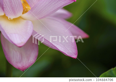 蓮花開花 蓮花開花 104884706