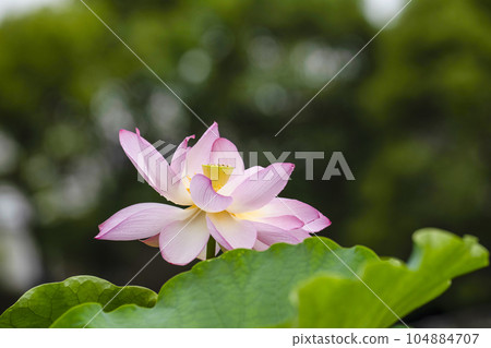 蓮花開花 104884707