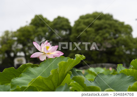 Lotus flowering 104884708