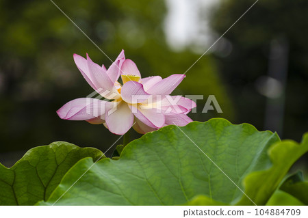 Lotus flowering 104884709