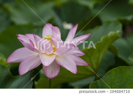 Lotus flowering 104884710