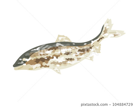 Illustration of salt-grilled sweetfish 104884729