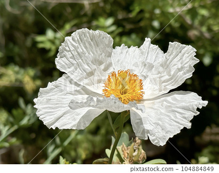 Coulter's Matilija poppy or California tree poppy (lat.- Romneya coulteri) 104884849