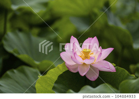 蓮花開花 104884933