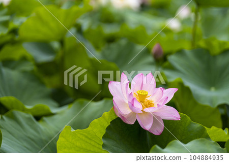 蓮花開花 蓮花開花 104884935