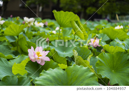 Lotus flowering Lotus flowering 104884937