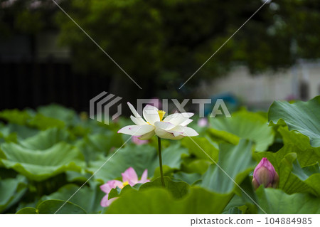 蓮花開花 104884985