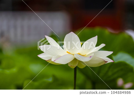 蓮花開花 104884986