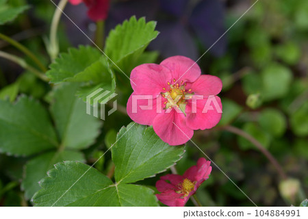 荷蘭草莓花 104884991