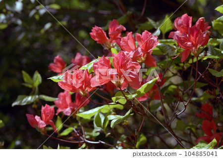 Azalea leaf pattern 104885041