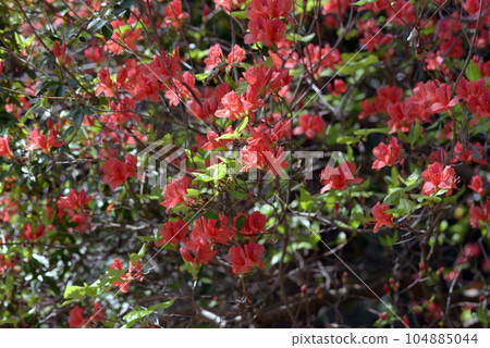Azalea leaf pattern 104885044