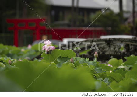 Lotus at Iga Hachimangu Shrine (Okazaki City) 104885155