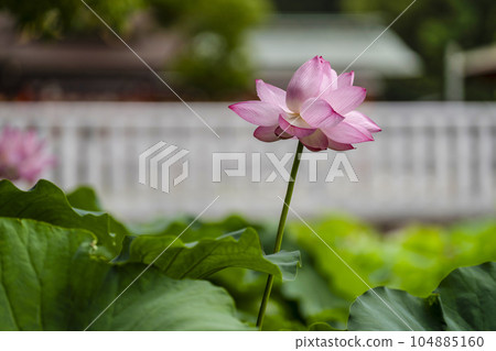 伊賀八幡宮的蓮花（岡崎市） 104885160