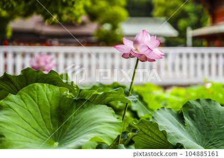 Lotus at Iga Hachimangu Shrine (Okazaki City) 104885161