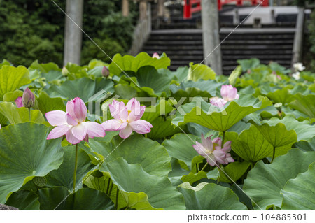 Lotus at Iga Hachimangu Shrine (Okazaki City) Lotus at Iga Hachimangu Shrine (Okazaki City) 104885301