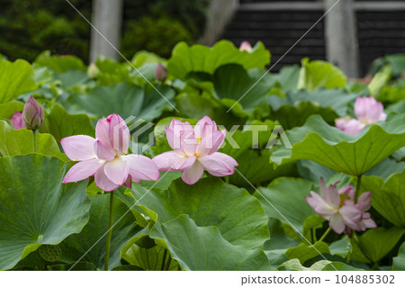 Lotus at Iga Hachimangu Shrine (Okazaki City) 104885302