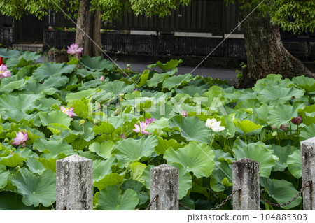 伊賀八幡宮的蓮花(岡崎市) 伊賀八幡宮的蓮花(岡崎市) 104885303