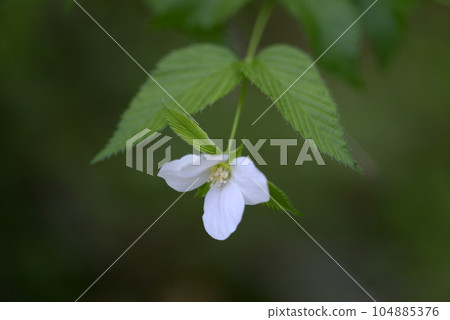 Shiroyamabuki Shiroyamabuki 104885376