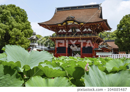 Lotus at Iga Hachimangu Shrine (Okazaki City) Lotus at Iga Hachimangu Shrine (Okazaki City) 104885487