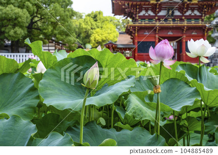 伊賀八幡宮的蓮花（岡崎市） 104885489