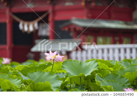 Lotus at Iga Hachimangu Shrine (Okazaki City) 104885490