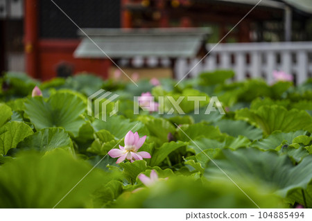 Lotus at Iga Hachimangu Shrine (Okazaki City) Lotus at Iga Hachimangu Shrine (Okazaki City) 104885494