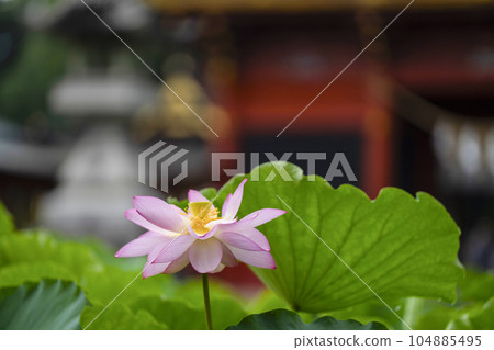 Lotus at Iga Hachimangu Shrine (Okazaki City) Lotus at Iga Hachimangu Shrine (Okazaki City) 104885495