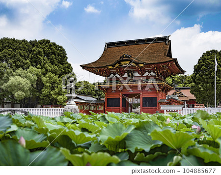 伊賀八幡宮的蓮花(岡崎市) 伊賀八幡宮的蓮花(岡崎市) 104885677